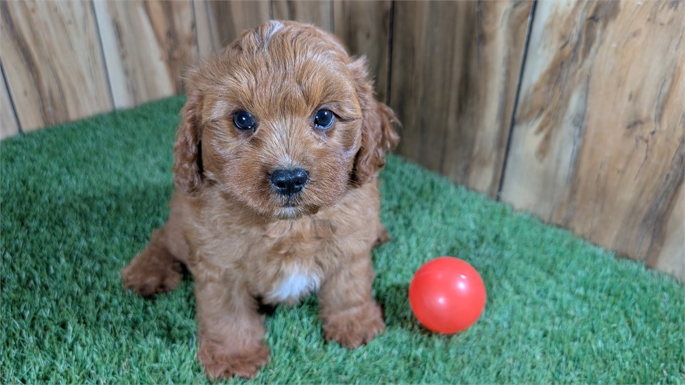 Red Cavapoo Male