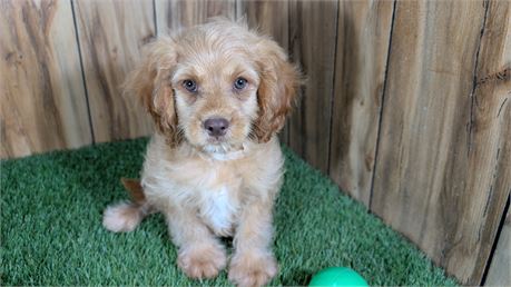 Cavapoo Male