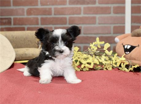 PARTI MALE MORKIE 3152