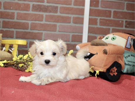 CREAM MALE MORKIE 3151