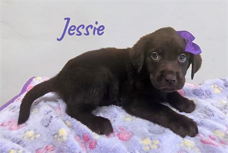 AKC Female Chocolate Lab