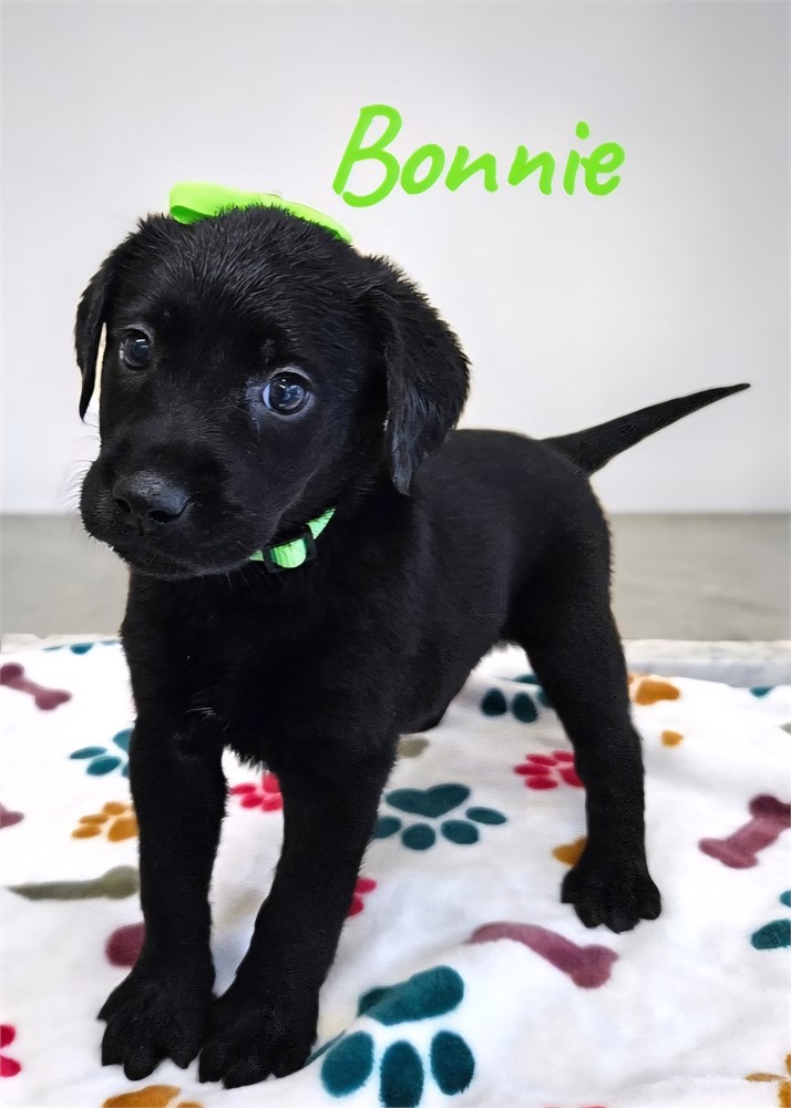 AKC Female Black Lab