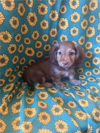 Male Dachhound