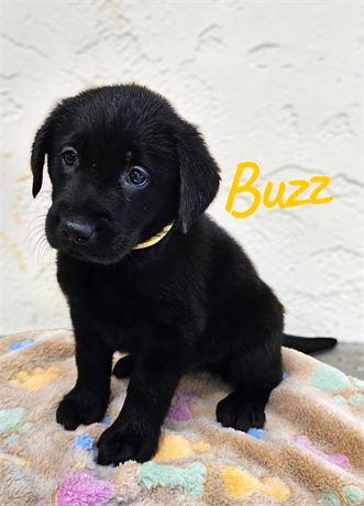AKC Male Black Lab