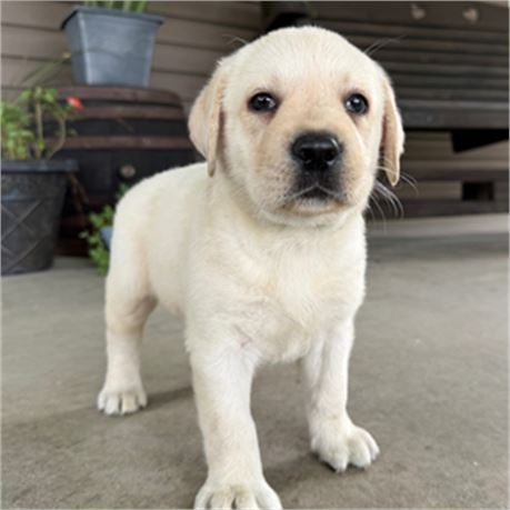 AKC English Labrador - Noble