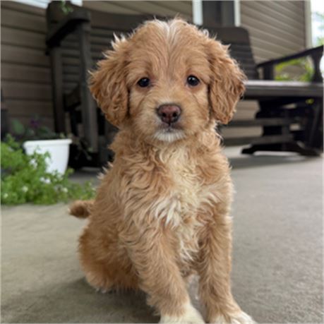 F1B Mini Goldendoodle - Queenie