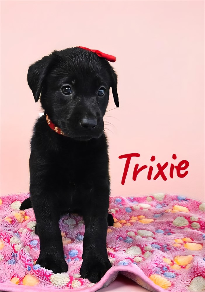 AKC Female Black Lab