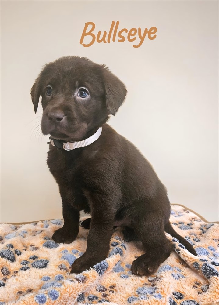 AKC Male Chocolate Lab