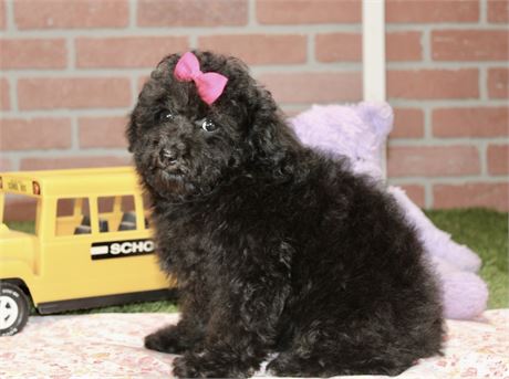BLACK MINI COCKAPOO FEMALE 964