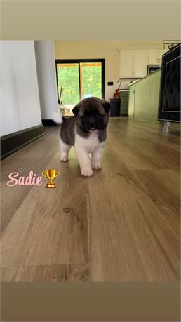 Sadie