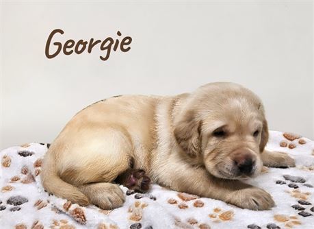 AKC Male Yellow Lab