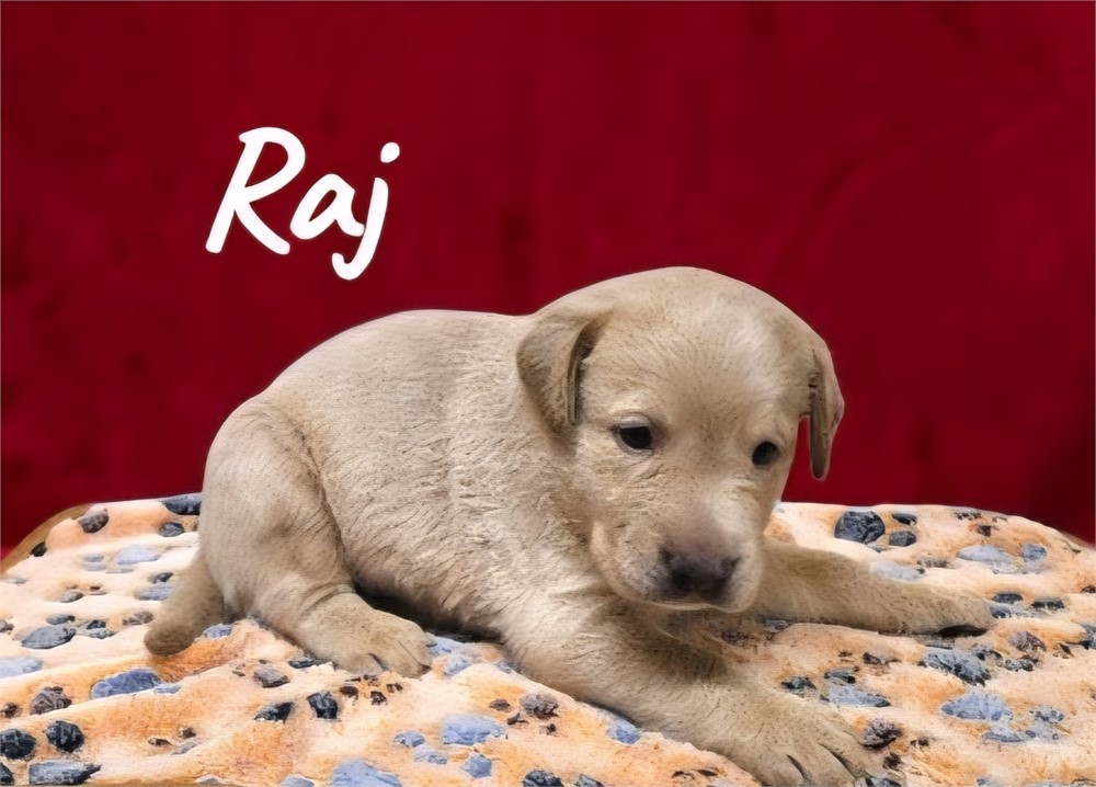 AKC Male Yellow Lab