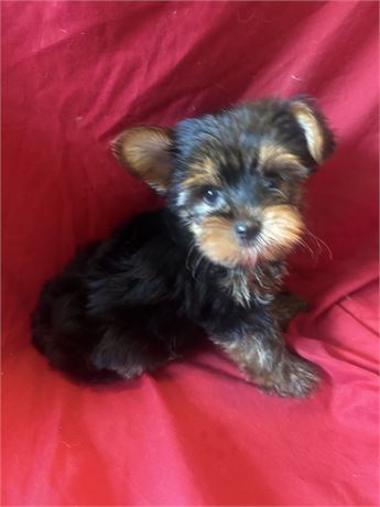 Male Yorkie