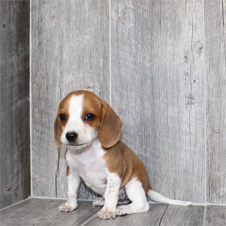 26180-03 Beagle