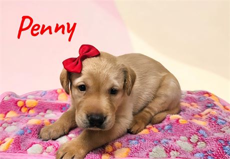 AKC Female Yellow (Red) Lab
