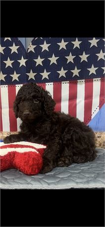 AKC Minature Chocolate Male