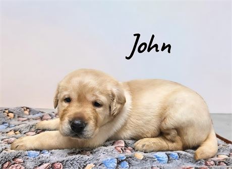 AKC Male Yellow Lab