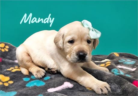 AKC Female Yellow Lab