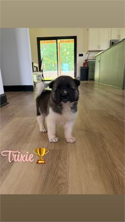 Trixie
