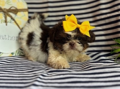 AKC Kylie
