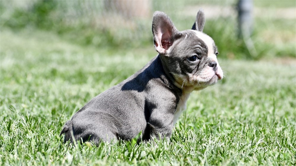 Squirt ~ Stunning AKC Blue Male French Bulldog!!