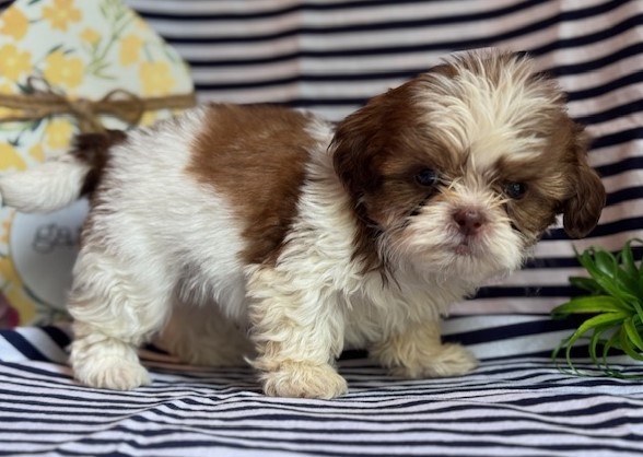 AKC Kenny