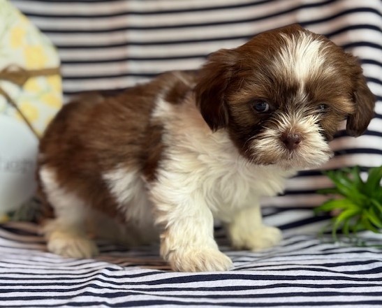 AKC Kent