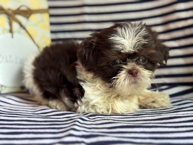 AKC Karl