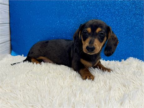 Male miniature dachshund