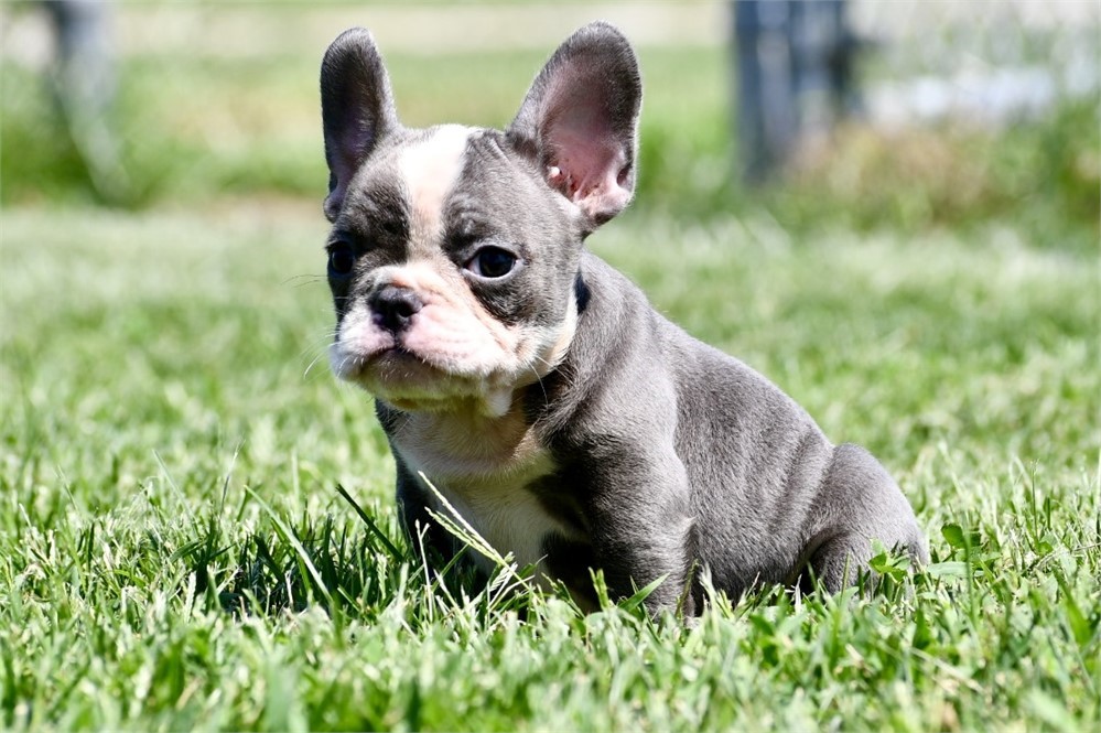 Squirt ~ Stunning AKC Blue Male French Bulldog!!