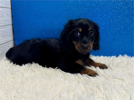 Male Miniature Dachshund