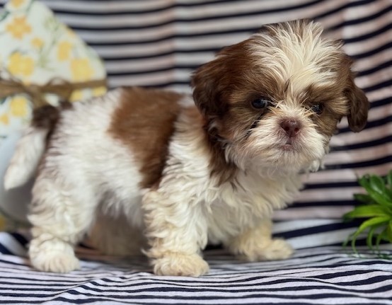 AKC Kenny