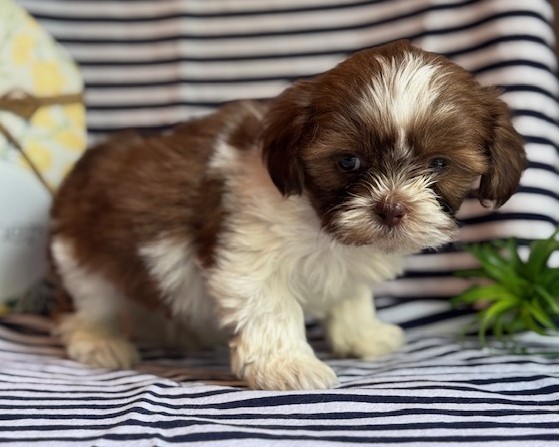 AKC Kent