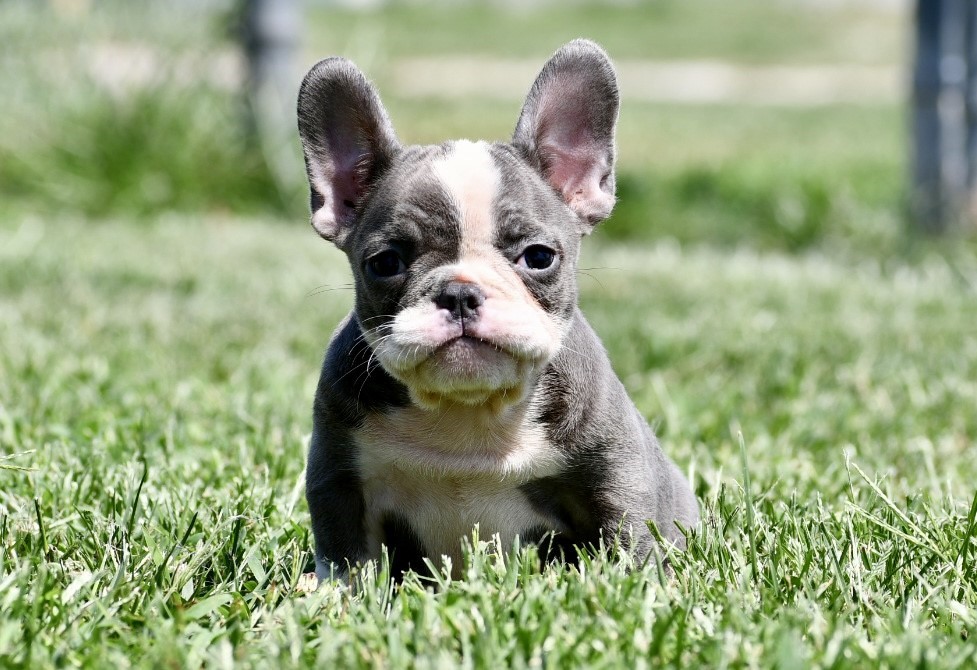 Squirt ~ Stunning AKC Blue Male French Bulldog!!
