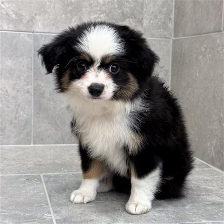 Toy Aussie 26279-02