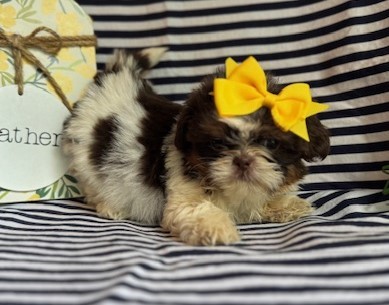 AKC Kylie