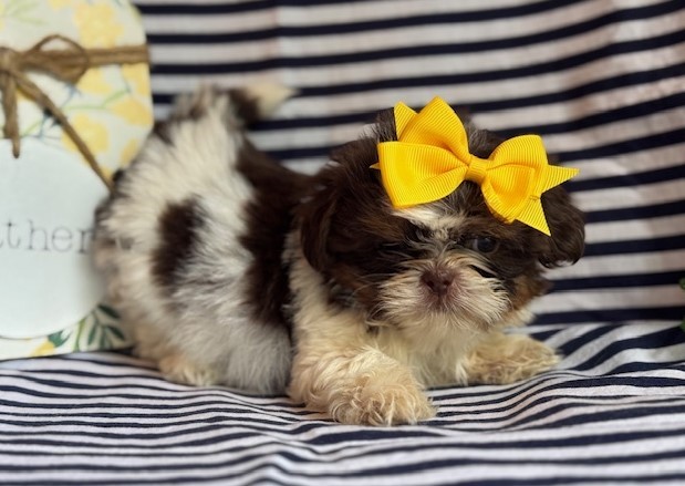 AKC Kylie