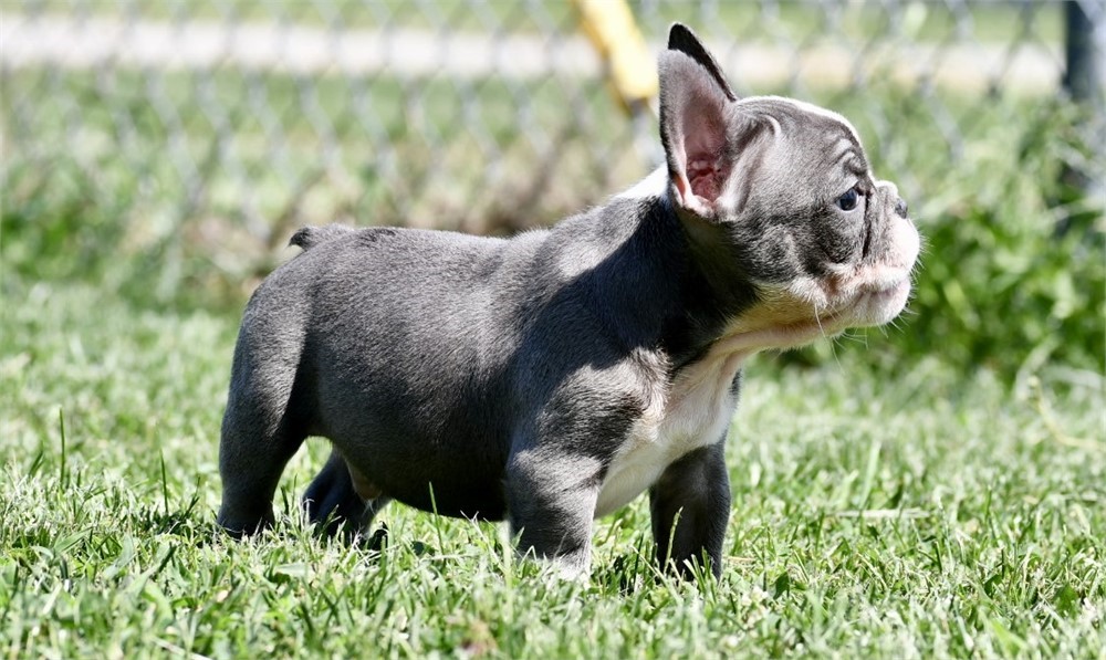 Squirt ~ Stunning AKC Blue Male French Bulldog!!