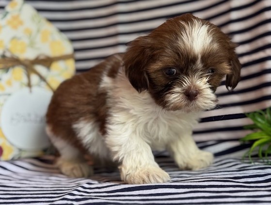 AKC Kent