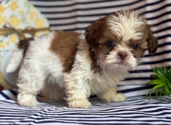 AKC Kenny