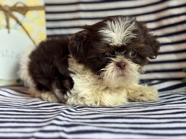 AKC Karl