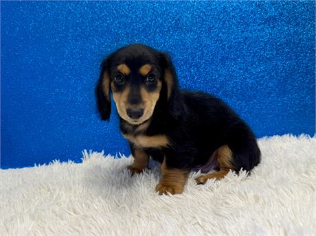 Male dachshund