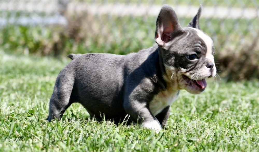 Squirt ~ Stunning AKC Blue Male French Bulldog!!