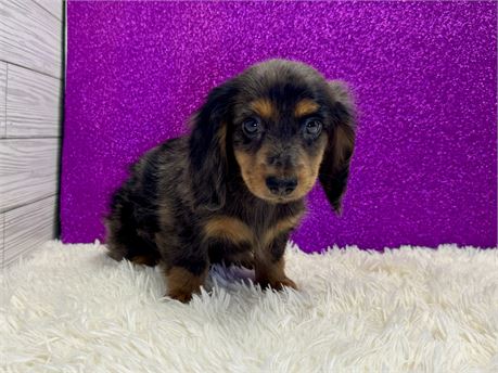 Female miniature dachshund-Long hair coat