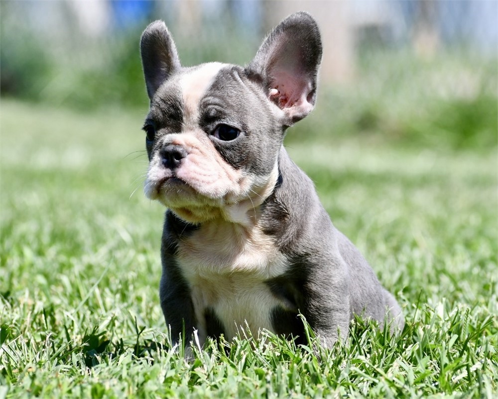 Squirt ~ Stunning AKC Blue Male French Bulldog!!