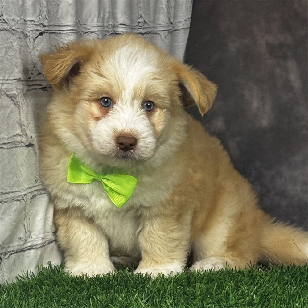 Male Apricot and White Pomkiepoo
