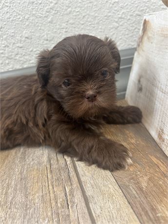 Shih Tzu male (Baxter)