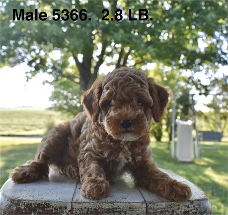 3rd Generation Cavapoo #5366