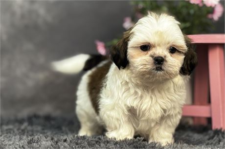 Adorable Female Shih Tzu