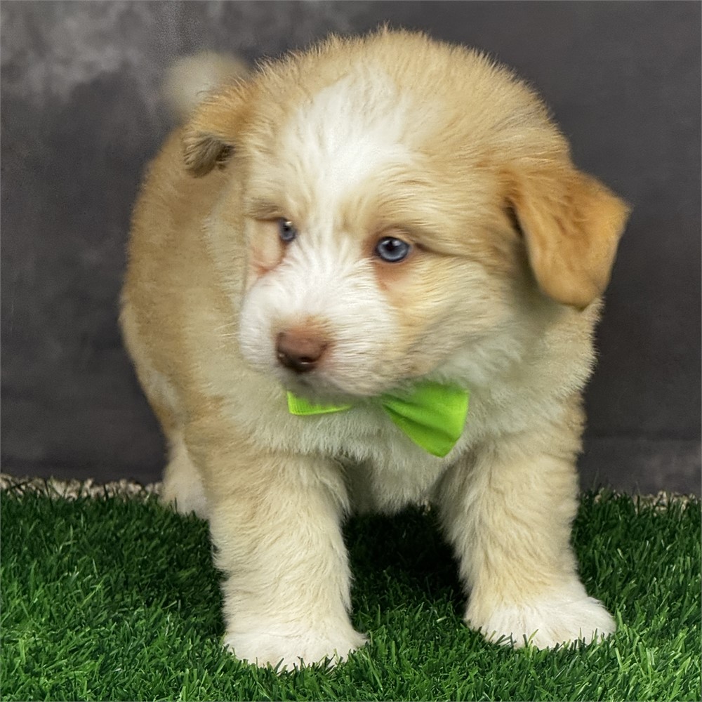 Male Apricot and White Pomkiepoo